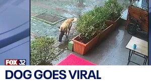 Viral video shows dog bringing her puppy to the vet for help