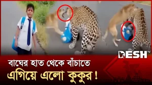 মানুষ না আসলেও এগিয়ে এলো কুকুর! | Tiger | Viral Video | News | Desh TV